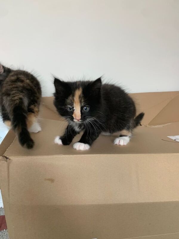 Adorable Maine Coon Cross Kittens Ready for New Homes - Image 2 of 3
