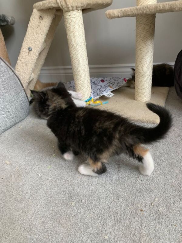 Adorable Maine Coon Cross Kittens Ready for New Homes - Image 3 of 3