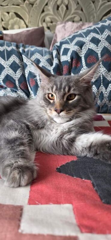 Maine Coon kittens for sale in South Croydon, Greater London – 6 months old