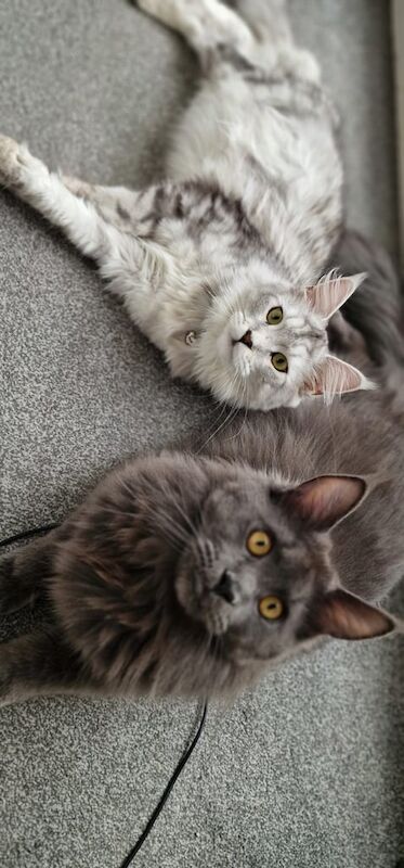 Maine Coon kittens for sale in Croydon, Greater London – 3 months old