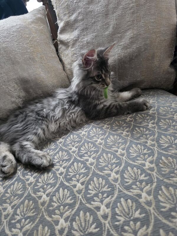 Maine Coon kittens for sale in Croydon, Greater London – 3 months old - Image 2 of 3