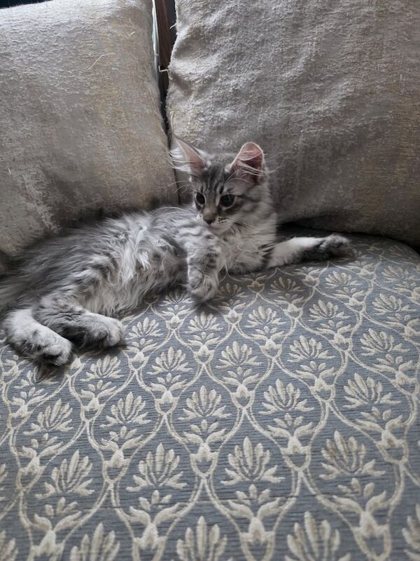 Maine Coon kittens for sale in Croydon, Greater London – 3 months old - Image 3 of 3