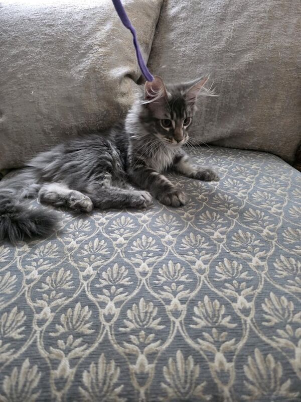Maine Coon kittens for sale in Croydon, Greater London – 4 months old