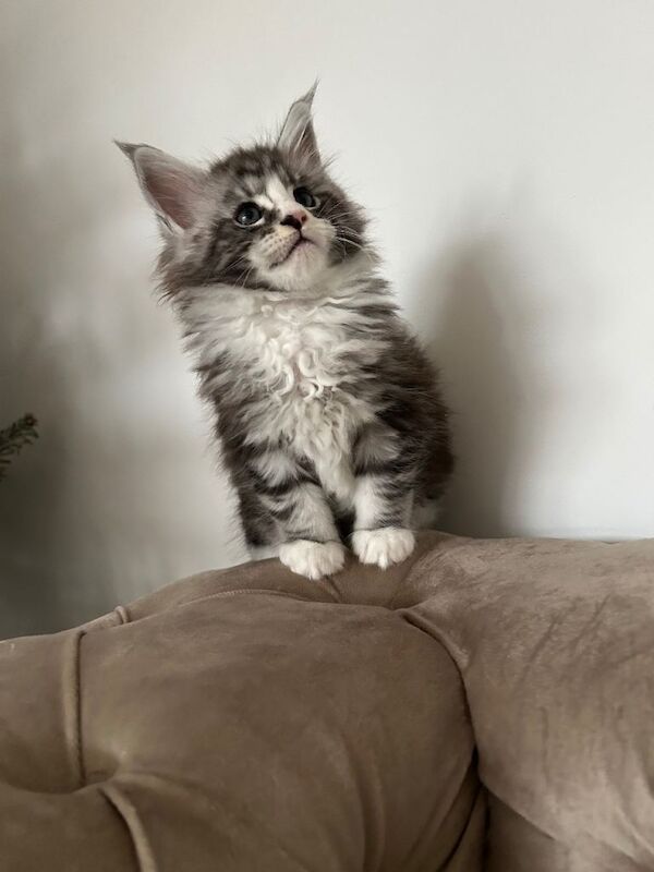 Adorable Maine Coon kittens - Image 2 of 4