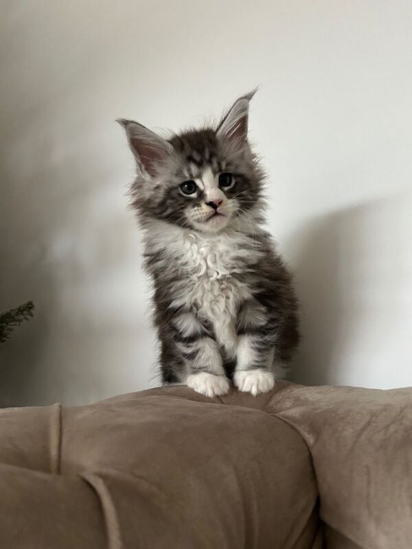 Adorable Maine Coon kittens - Image 3 of 4
