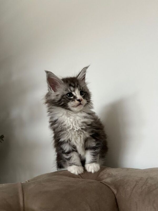 Adorable Maine Coon kittens - Image 4 of 4