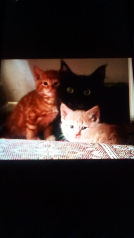 Maine Coon Kittens For Sale