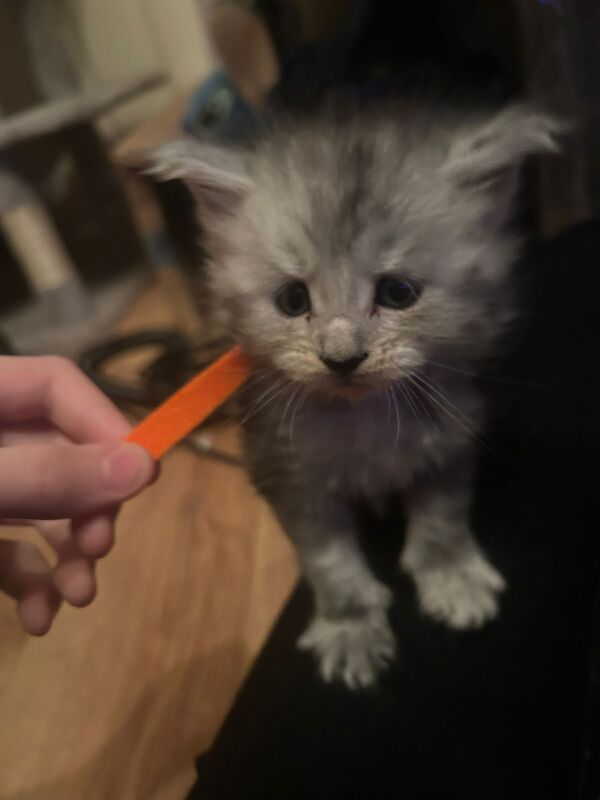 Maine Coon kittens for sale in Litherland, Merseyside – 5 weeks old