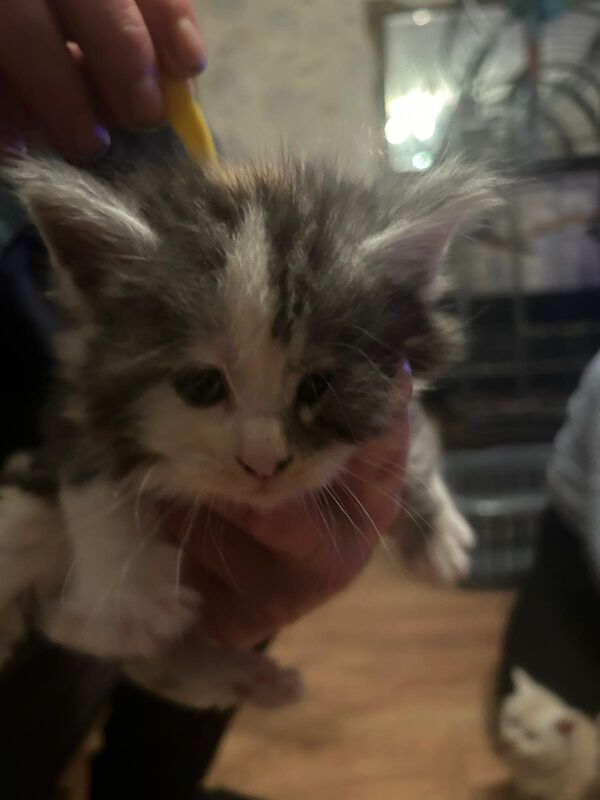 Maine Coon kittens for sale in Litherland, Merseyside – 5 weeks old - Image 2 of 9