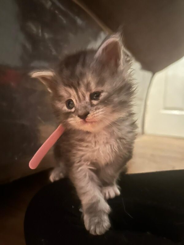 Maine Coon kittens for sale in Litherland, Merseyside – 5 weeks old - Image 3 of 9
