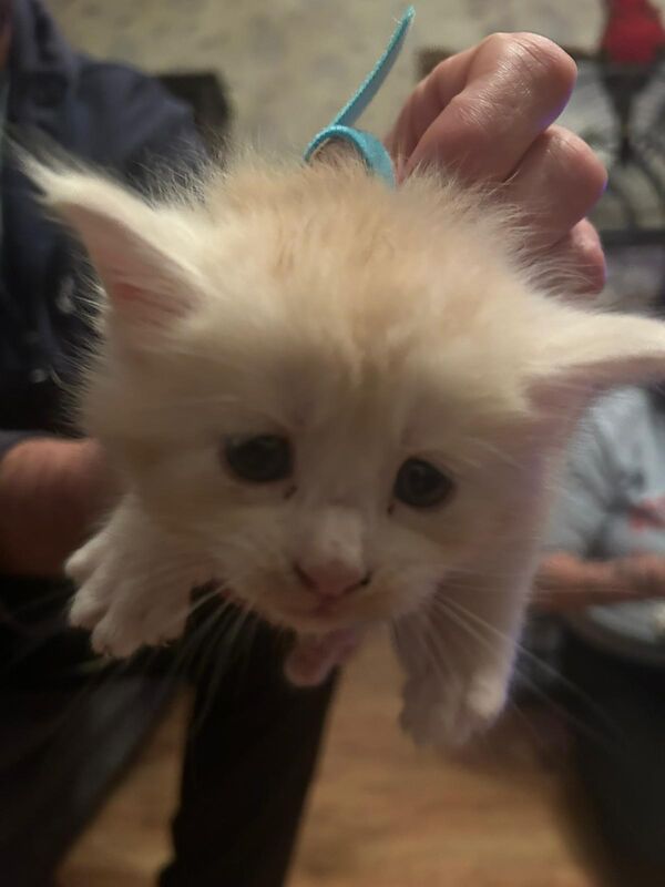 Maine Coon kittens for sale in Litherland, Merseyside – 5 weeks old - Image 4 of 9