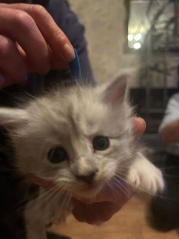 Maine Coon kittens for sale in Litherland, Merseyside – 5 weeks old - Image 6 of 9