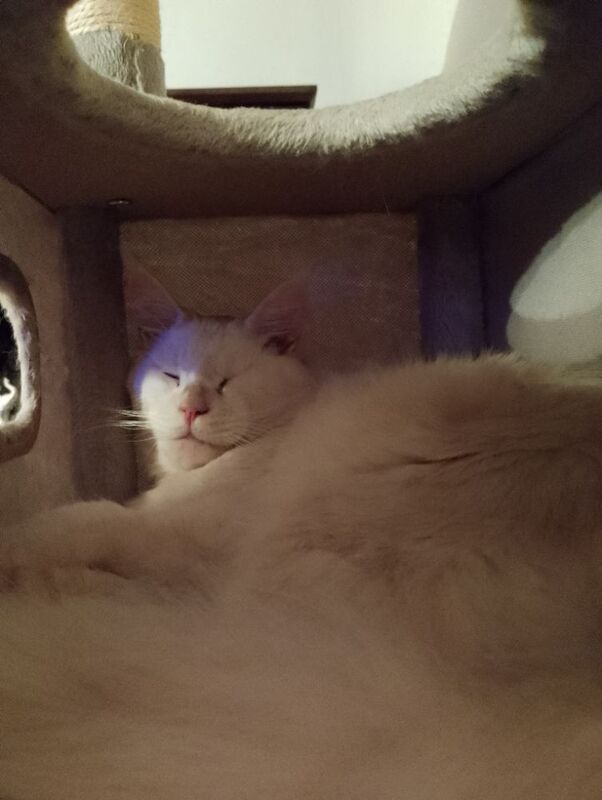 Maine Coon kittens for sale in Litherland, Merseyside – 5 weeks old - Image 7 of 9