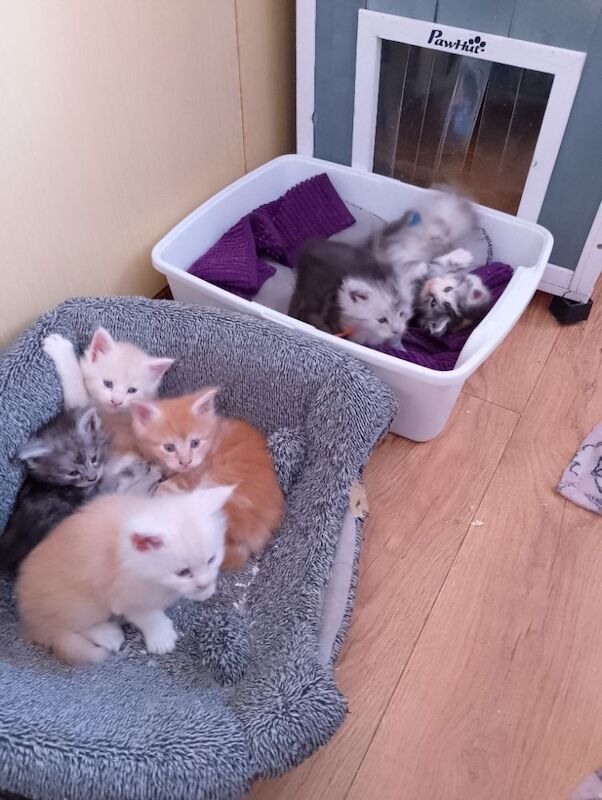 Maine Coon kittens for sale in Litherland, Merseyside – 5 weeks old - Image 8 of 9