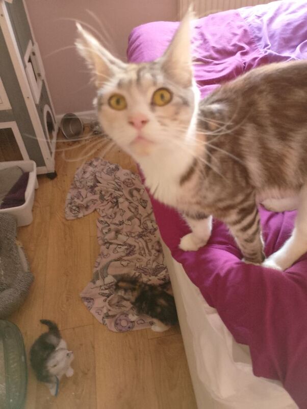 Maine Coon kittens for sale in Litherland, Merseyside – 5 weeks old - Image 9 of 9