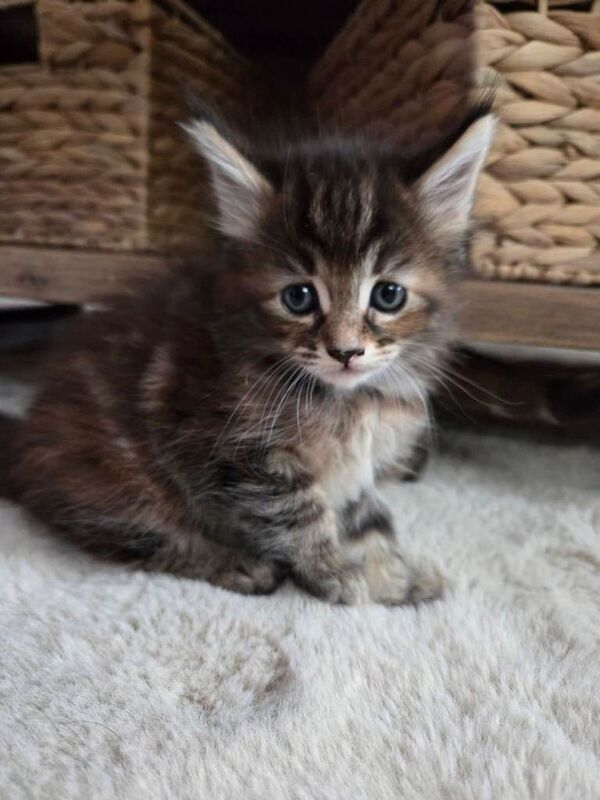 Maine Coon Kittens For Sale