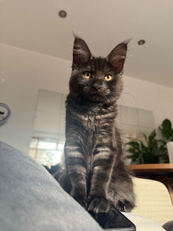 Affectionate & Playful Maine Coon X Female Kitten