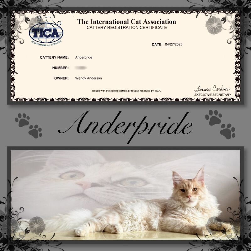 ANDERPRIDE KITS END OF 2025 . 4🌟COUNCIL LICENSED. TICA REG, DNA🧬 CLEAR. FAMILY HOME RAISED WITH NO EXPENSE SPARED . KITTEN PACK , INSURANCE INCLUDED for sale in Carlisle, Cumbria