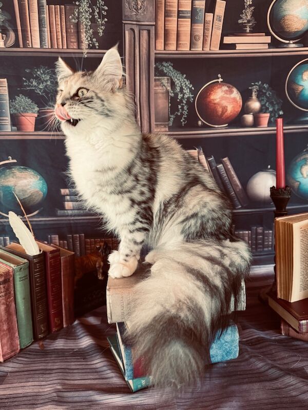ANDERPRIDE KITS END OF 2025 . 4šCOUNCIL LICENSED. TICA REG, DNA𧬠CLEAR. FAMILY HOME RAISED WITH NO EXPENSE SPARED . KITTEN PACK , INSURANCE INCLUDED for sale in Carlisle, Cumbria | Image 4