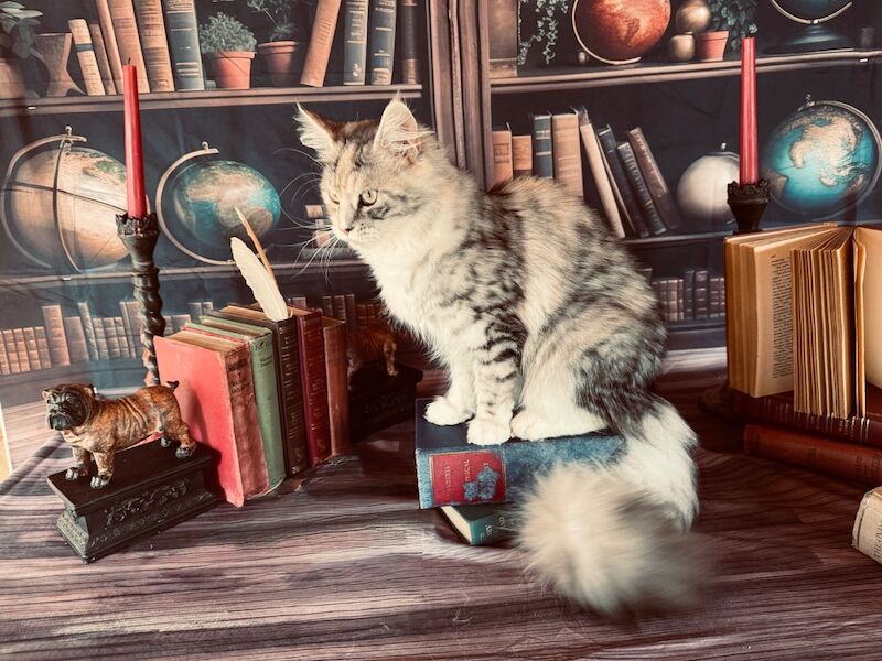 Maine Coon kittens for sale in Carlisle, Cumbria – a few seconds old - Image 5 of 15