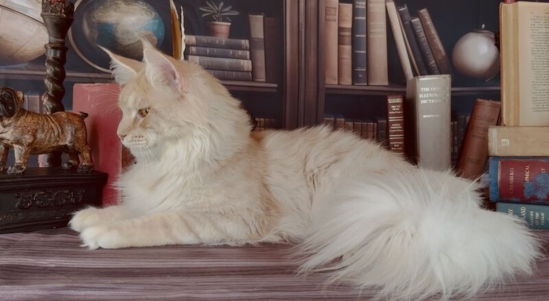 Maine Coon kittens for sale in Carlisle, Cumbria – a few seconds old - Image 7 of 15