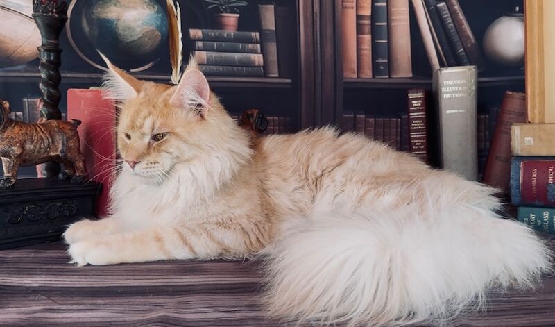 Maine Coon kittens for sale in Carlisle, Cumbria – a few seconds old - Image 8 of 15