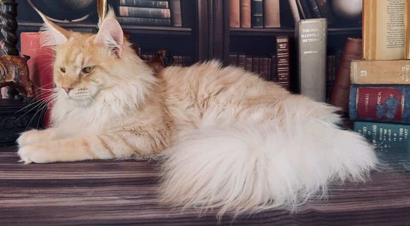 Maine Coon kittens for sale in Carlisle, Cumbria – a few seconds old - Image 9 of 15