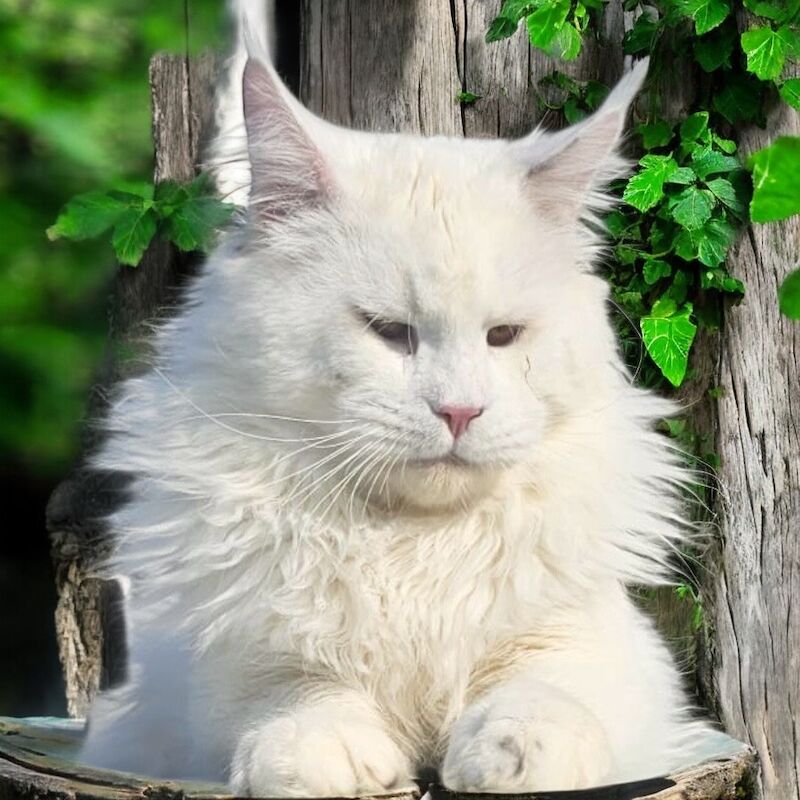 Maine Coon kittens for sale in Carlisle, Cumbria – a few seconds old - Image 12 of 15