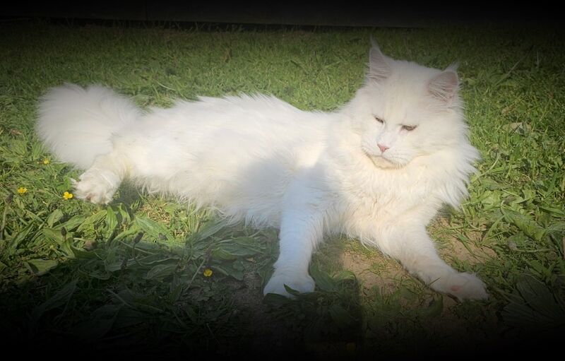 Maine Coon kittens for sale in Carlisle, Cumbria – a few seconds old - Image 14 of 15