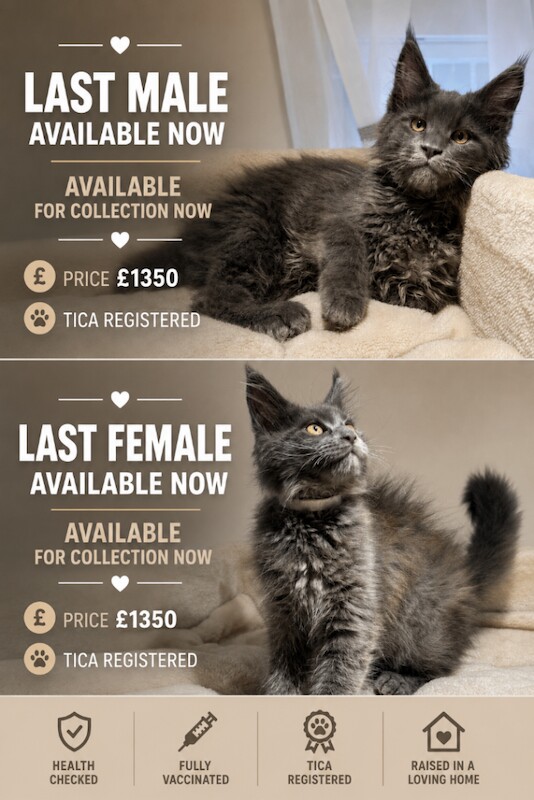 Maine Coon Kittens For Sale