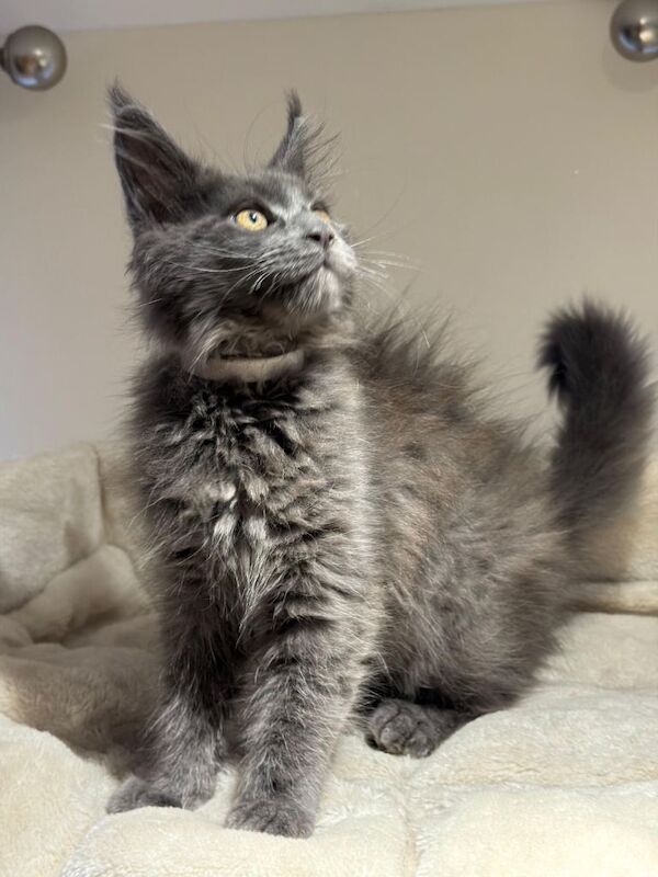 Available now! Last Two TICA Registered Maine Coon in Ashton Under Lyne - Image 2 of 5