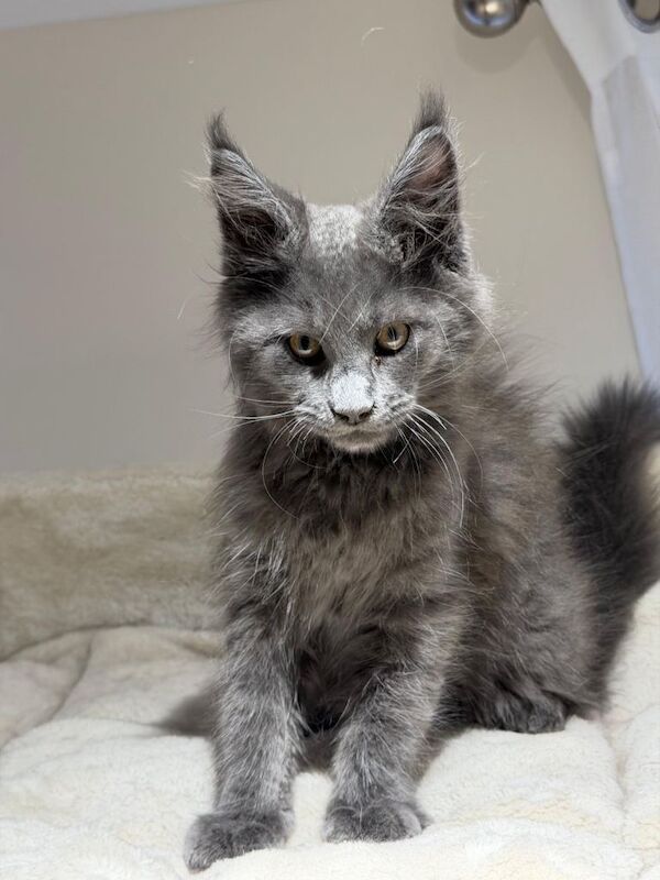 Available now! Last Two TICA Registered Maine Coon in Ashton Under Lyne - Image 3 of 5