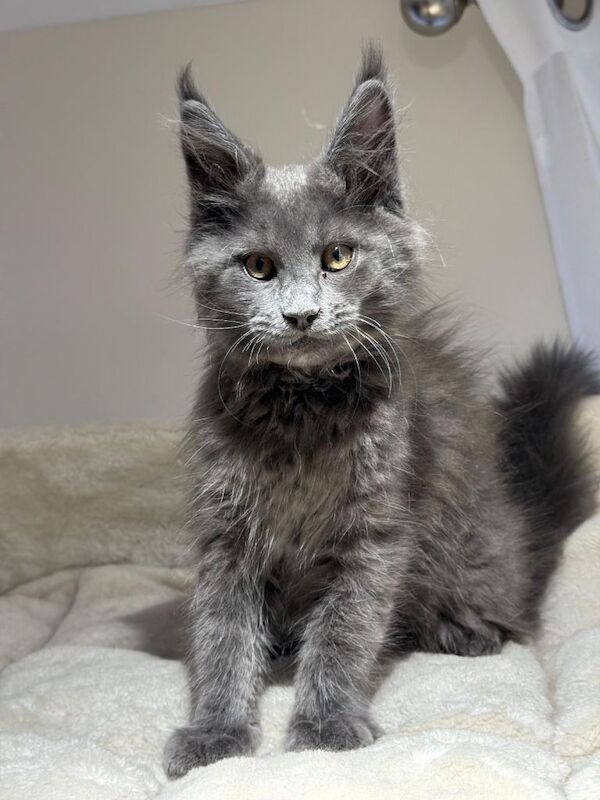 Available now! Last Two TICA Registered Maine Coon in Ashton Under Lyne - Image 4 of 5