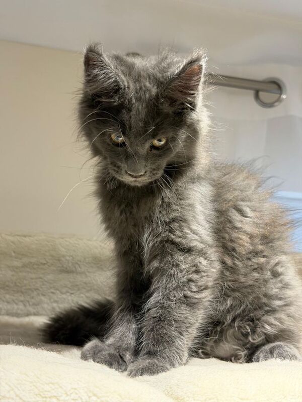Available now! Last Two TICA Registered Maine Coon in Ashton Under Lyne - Image 5 of 5
