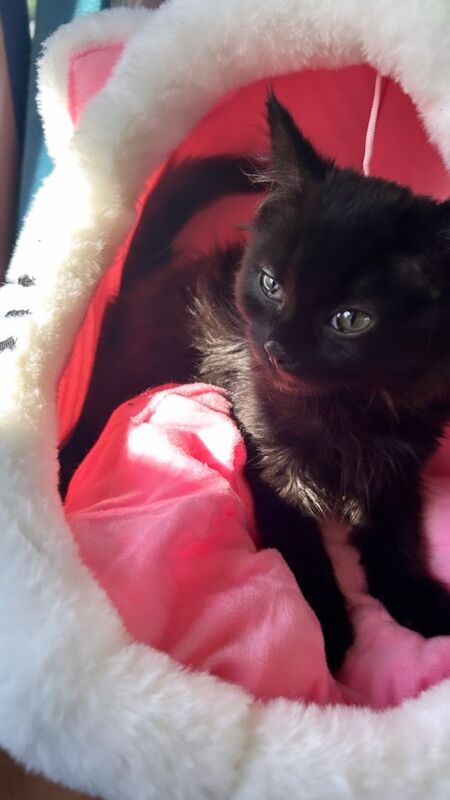 baby boy kitten for sale