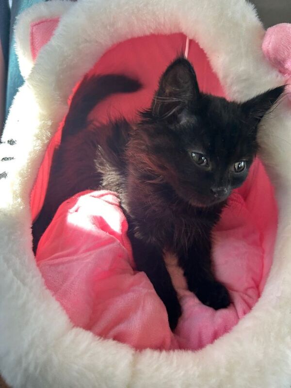 baby boy kitten for sale - Image 2 of 4