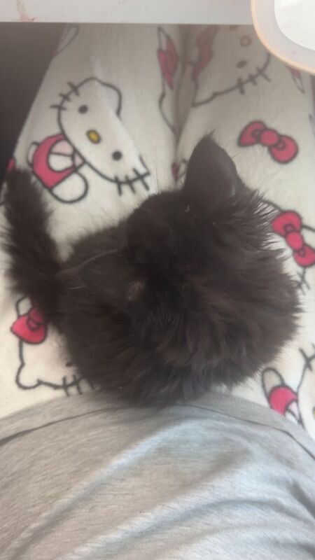 baby boy kitten for sale - Image 3 of 4