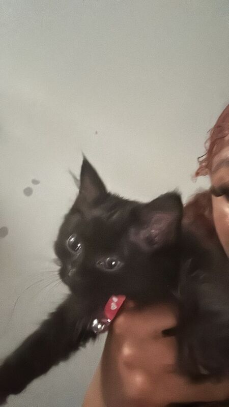 baby boy kitten for sale - Image 4 of 4