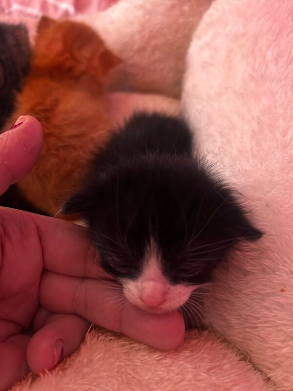 Maine Coon kittens for sale in East End, East Riding of Yorkshire – 3 weeks old