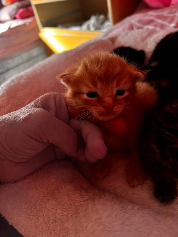 Maine Coon kittens for sale in East End, East Riding of Yorkshire – 3 weeks old - Image 2 of 2