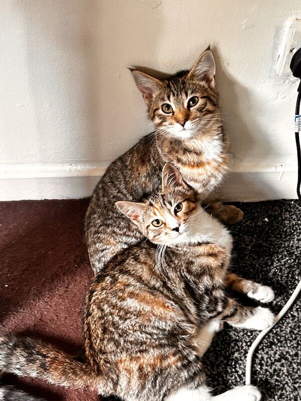 Maine Coon kittens for sale in East End, East Riding of Yorkshire – 4 months old
