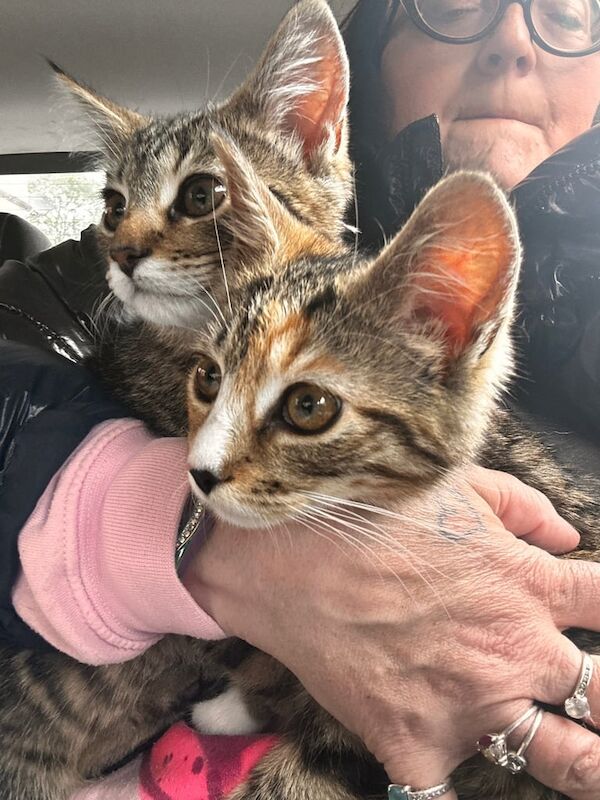 Maine Coon kittens for sale in East End, East Riding of Yorkshire – 5 months old - Image 2 of 2