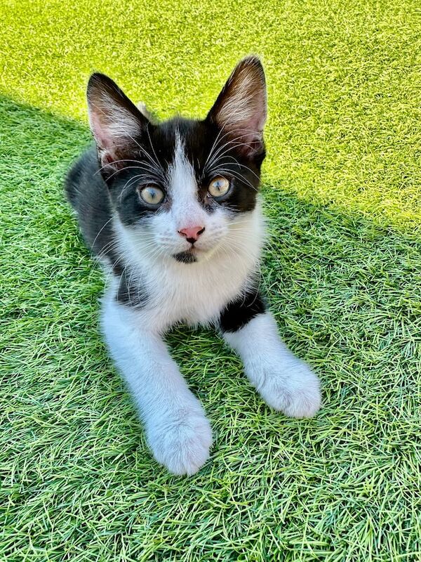 Maine Coon kittens for sale in Hockley, Essex – 11 weeks old