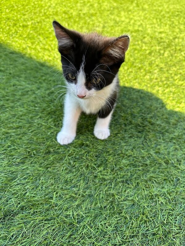 Maine Coon kittens for sale in Hockley, Essex – 11 weeks old - Image 2 of 3