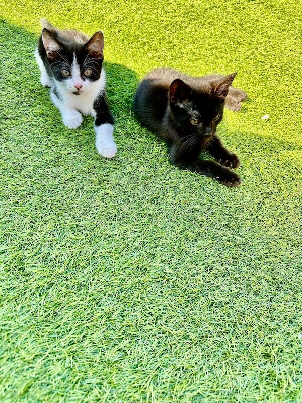 Maine Coon kittens for sale in Hockley, Essex – 11 weeks old - Image 3 of 3