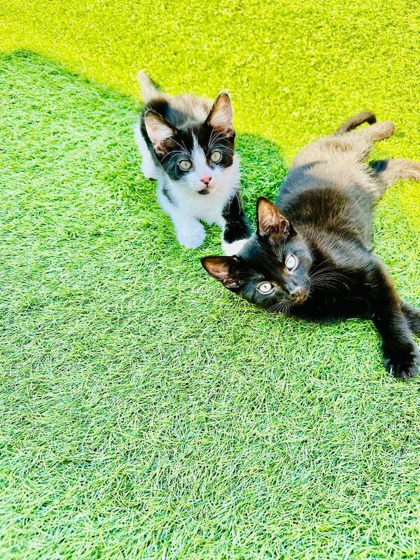Maine Coon kittens for sale in Hockley, Essex – 11 weeks old