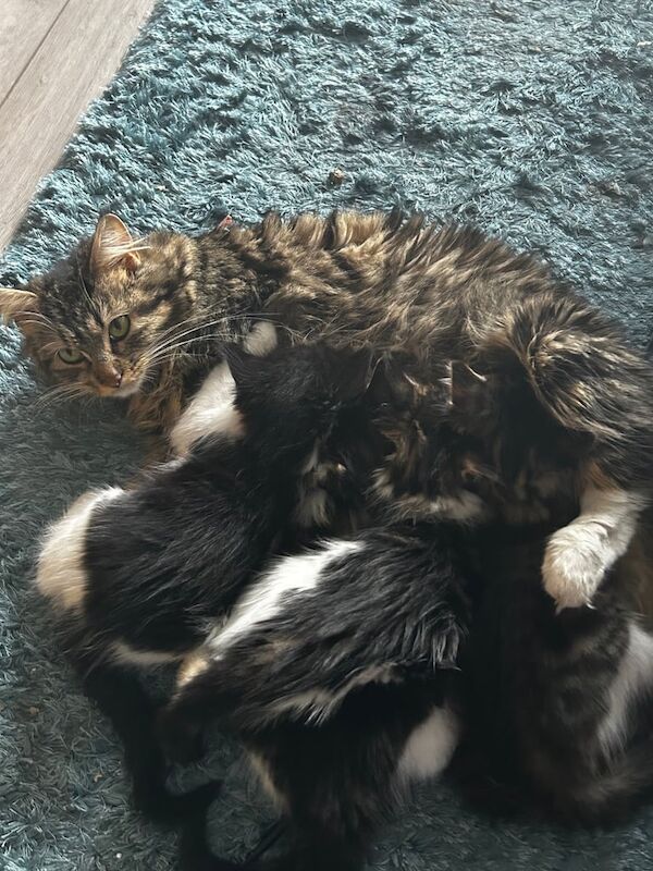 Maine Coon kittens for sale in Uckfield, East Sussex – 8 weeks old
