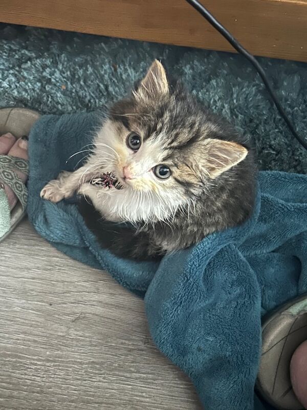 Maine Coon kittens for sale in Uckfield, East Sussex – 8 weeks old - Image 2 of 3