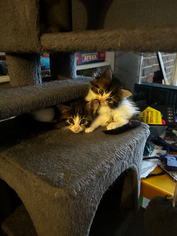 Maine Coon kittens for sale in Uckfield, East Sussex – 8 weeks old - Image 3 of 3