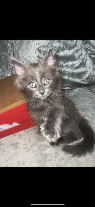Maine Coon kittens for sale in Skegness, Lincolnshire – 9 weeks old